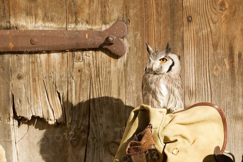 Southern White-faced Owl (Ptilopsis granti) captive, Germany