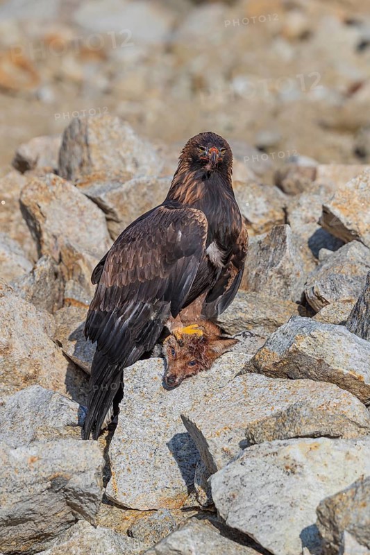 One golden eagle (Aquila chrysaetos) sitting in bright sunlight on a scree slope, feeding on a dead fox. Rocks in the background