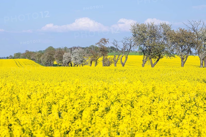 Rape field (Brassica napus) in bloom, in between an avenue with blossoming fruit trees, Saxon Elbland, Saxony, Germany