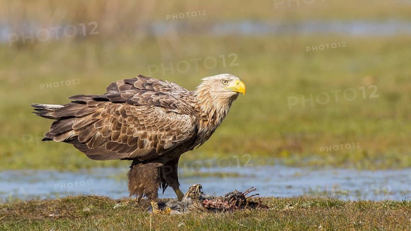 White-tailed Eagle (Haliaeetus albicilla), Mecklenburg-Western Pomerania, Germany