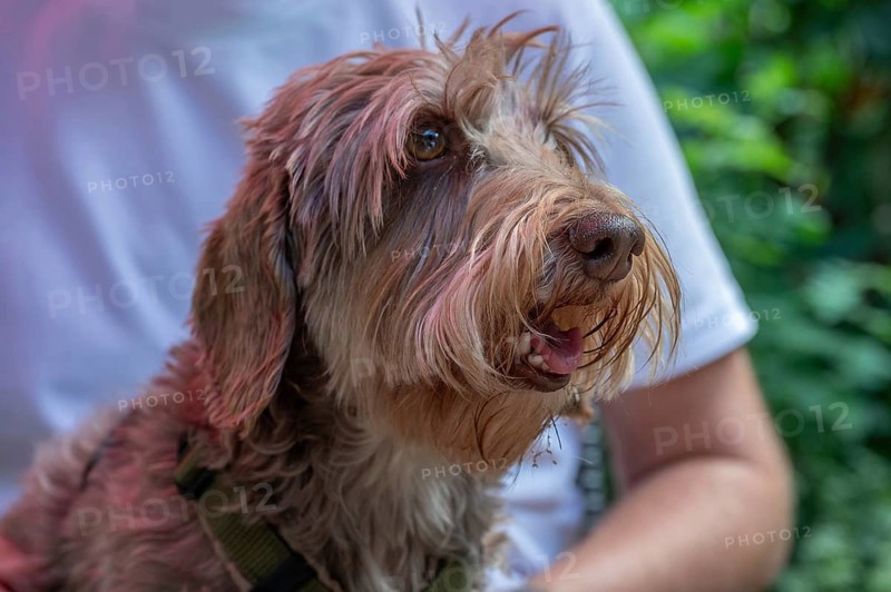Dog, breed Wire-haired Dachshund, Bavaria, Germany