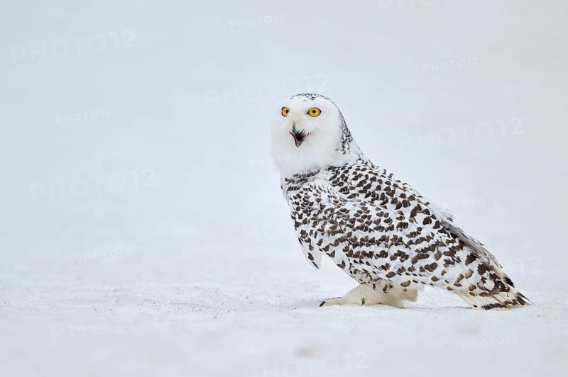 Snowy owl in the snow (Bubo scandiacus) captive, Czech Republic
