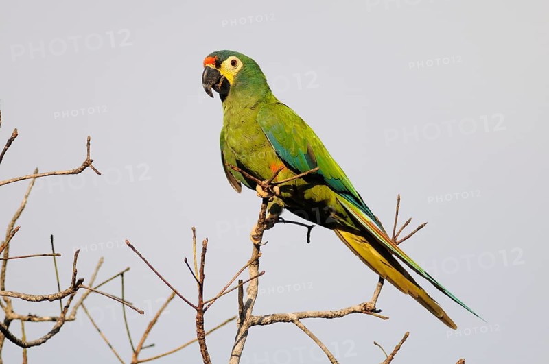 Blue-winged Macaw (Primolius maracana), Pantanal, Brazil