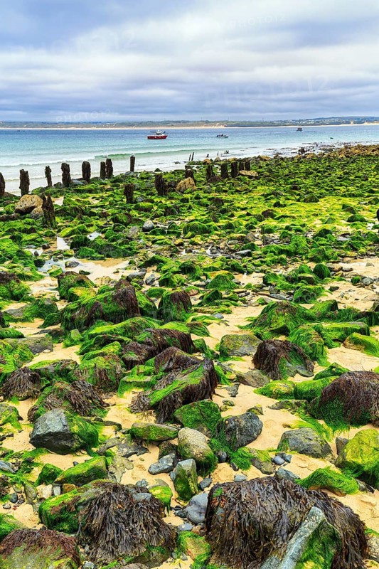 Boulders, seaweed, seaweed, view over St. Ives Bay towards Godrevy, coastline, West Cornwall, England, Great Britain