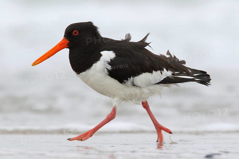 Eurasian Oystercatcher (Haematopus ostralegus), Schleswig-Holstein, Germany