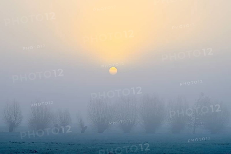 Pale sun over pollarded willows with fog, Lower Rhine, North Rhine-Westphalia, Germany