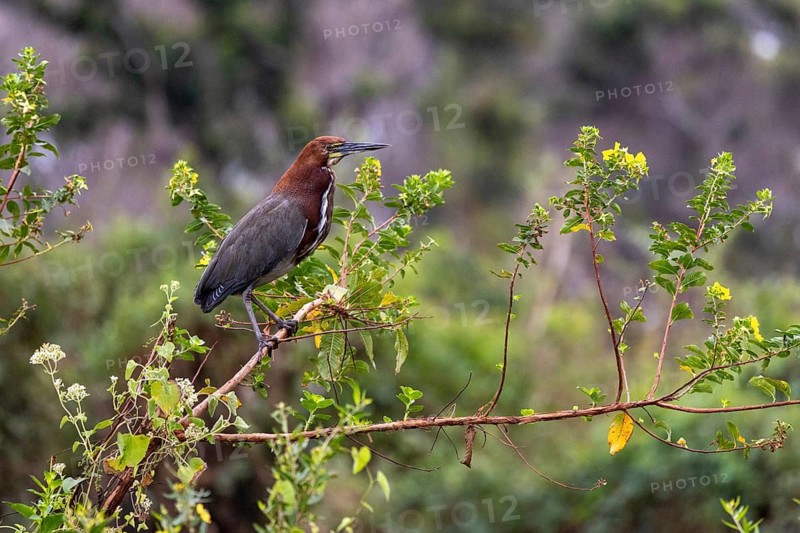Marbled heron (Tigrisoma lineatum), on branch, Pantanal, Brazil