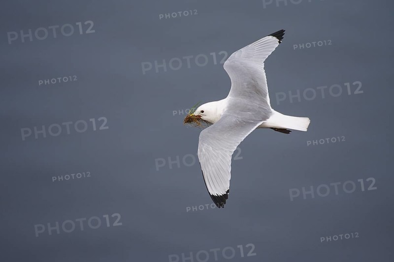 Black-legged Kittiwake (Rissa tridactyla) flying, Schleswig-Holstein, Germany