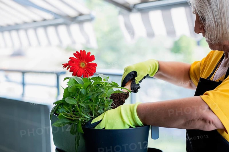 An elderly woman tends to a vibrant gerbera daisy in a pot on a balcony. Wearing gardening gloves, she carefully adds soil, embodying peaceful engagement in gardening