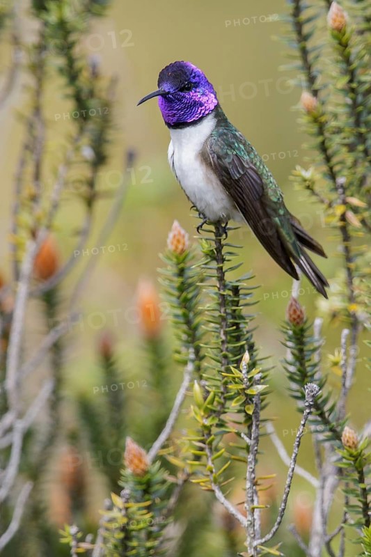 Ecuadorian Hillstar (Oreotrochilus chimborazo) perched on a flower in Ecuador