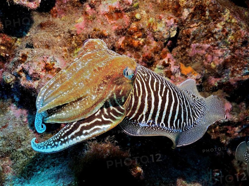 Common cuttlefish (Sepia officinalis)