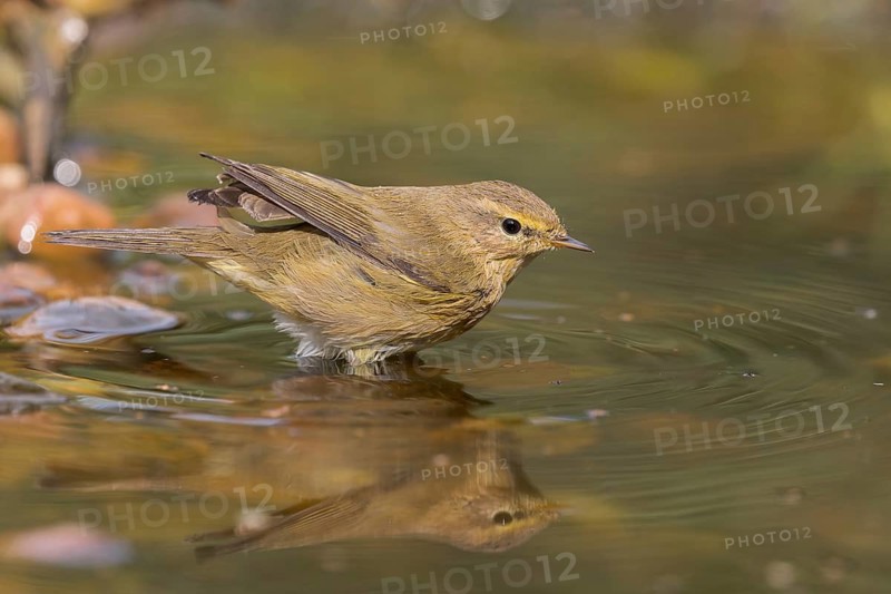 Common Chiffchaff (Phylloscopus collybita) at a waterhole, Lower Saxony, Germany