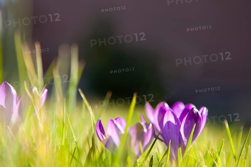 Crocuses (Crocus), iris plant, purple, early bloomer