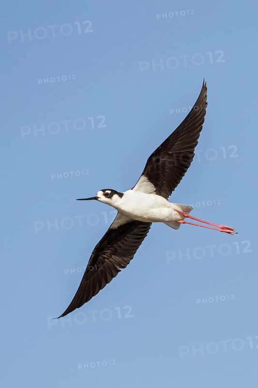 Black-necked Stilt (Himantopus mexicanus) flying over a marsh in central Washington State, USA