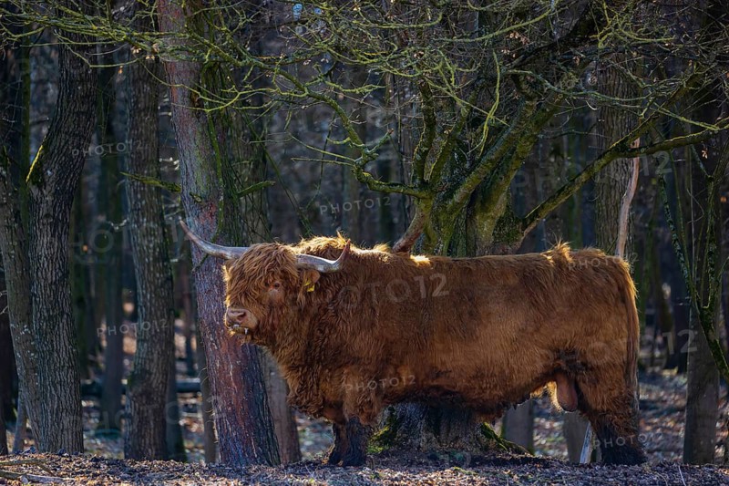 One Highland bull (Bos (primigenius) taurus) stands at a forest edge