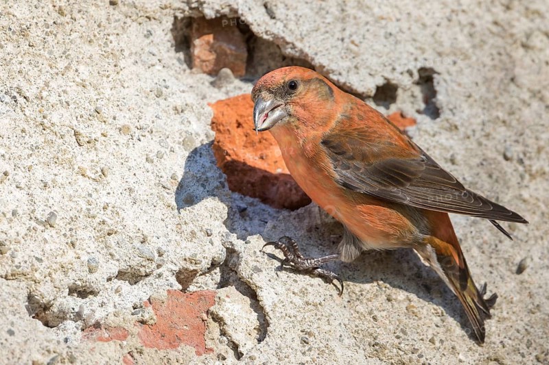 Common Crossbill - Fichtenkreuzschnabel - Loxia curvirostra ssp. curvirostra, Germany
