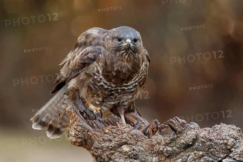 Common Buzzard (Buteo buteo), perched on a branch, Castile and Leon, Spain
