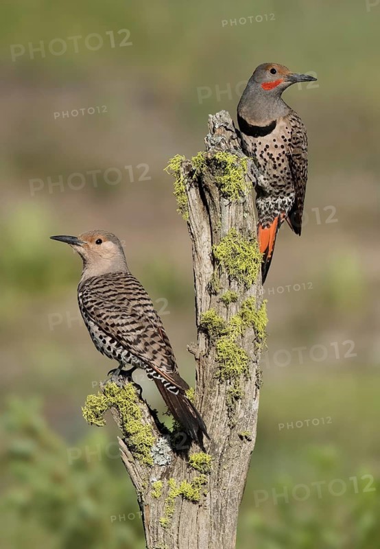 Northern Flicker (Colaptes auratus) pair perched on a trunk, British Columbia, Canada