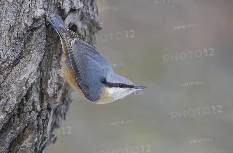 Eurasian Nuthatch (Sitta europaea), Saxony, Germany
