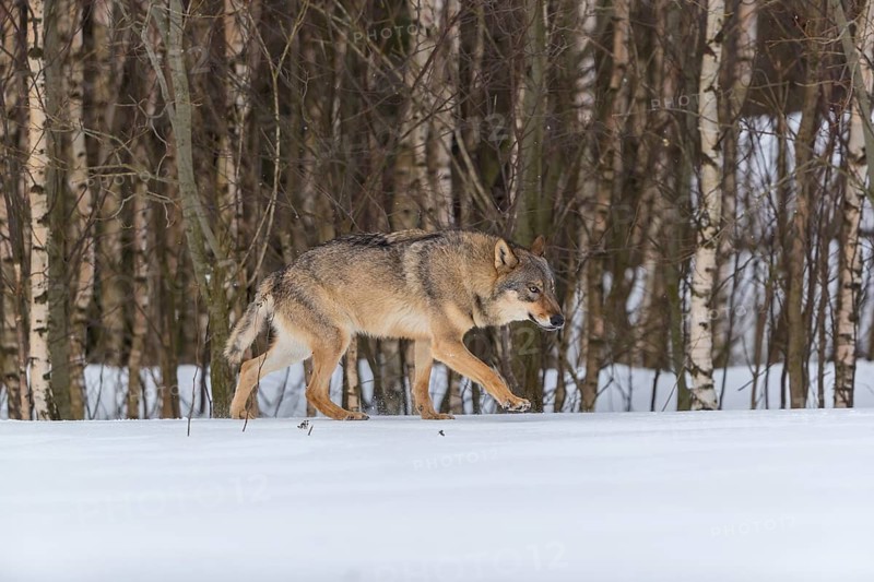 One male eurasian gray wolf (Canis lupus lupus) walking thru deep snow with a forest in the background