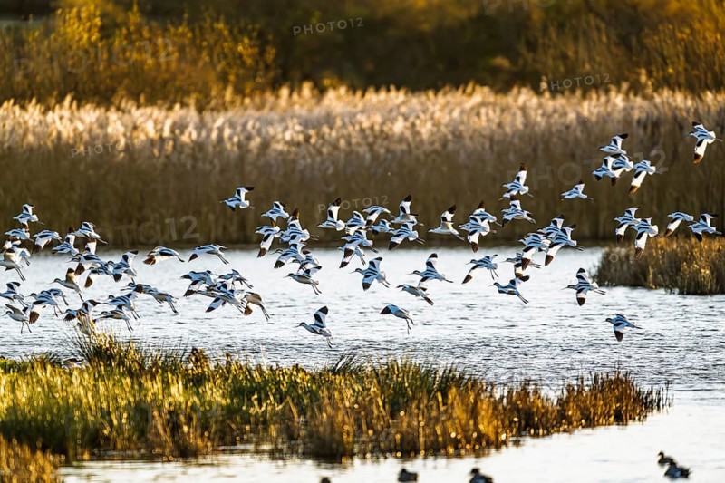 Pied Avocet, Recurvirostra avosetta, birds in flight over winter marshes, Devon, England, United Kingdom