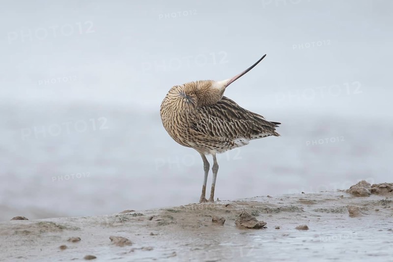 Eurasian curlew (Numenius arquata) adult wading bird preening on a mudflat, Norfolk, England, United Kingdom