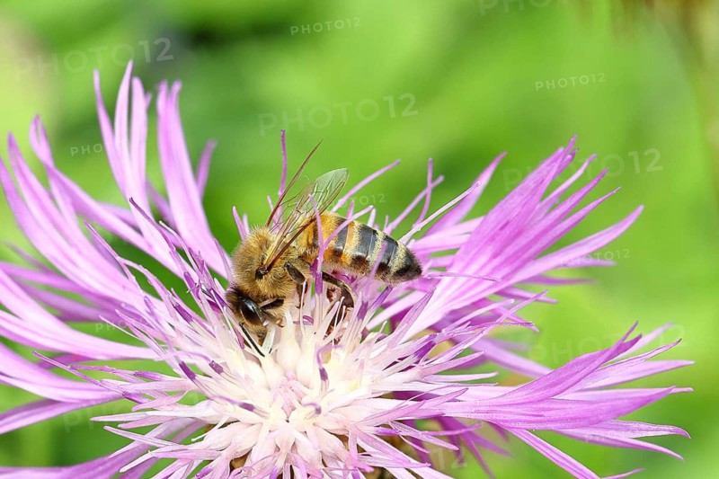 European honey bee (Apis mellifera), collecting nectar from a flower of the meadow knapweed or common knapweed (Centaurea jacea), macro photograph, Wilnsdorf, North Rhine-Westphalia
