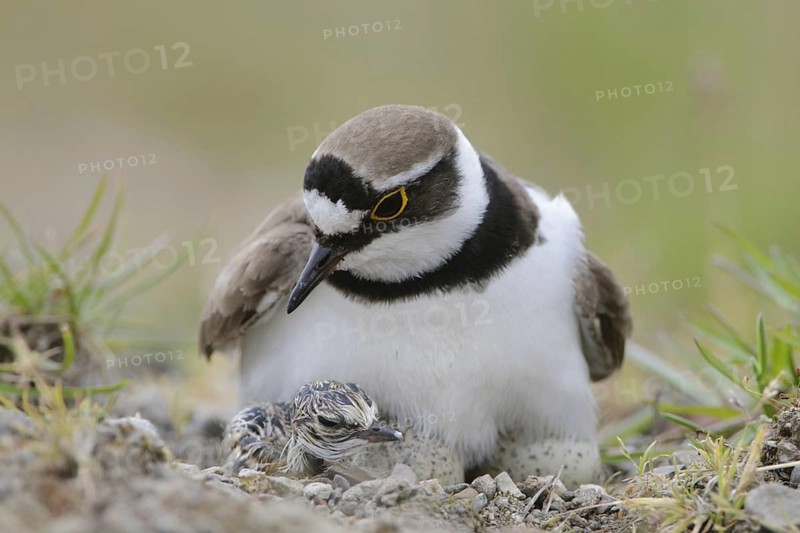 Little Ringed Plover (Charadrius dubius) with chick, North Rhine-Westphalia, Germany