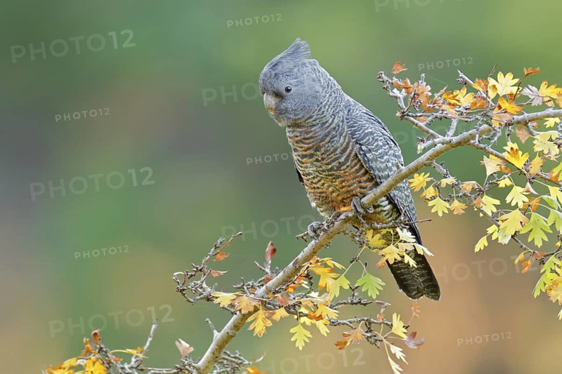 Gang-gang Cockatoo (Callocephalon fimbriatum) juvenile female, Victoria, Australia