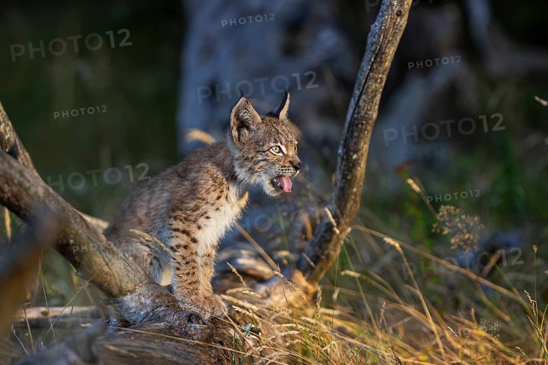 One young (10 weeks old) male Eurasian lynx, (Lynx lynx), resting on a rotten tree