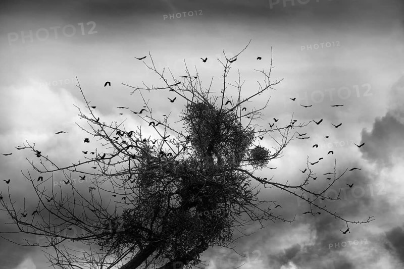 European mistletoe growing on an appletree