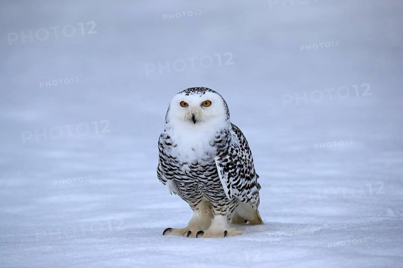 Snowy owl (Nyctea scandiaca), snowy owl, adult, alert, in the snow, foraging, in winter, Bohemian Forest, Czech Republic