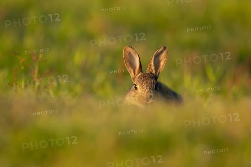 Rabbit (Oryctolagus cuniculus) wild juvenile baby animal resting in grassland, England, United Kingdom