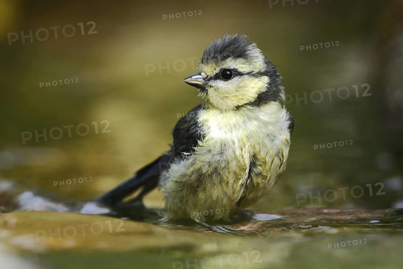 Eurasian Blue Tit (Cyanistes caeruleus) juvenile at little stream, Mecklenburg-Western Pomerania, Germany
