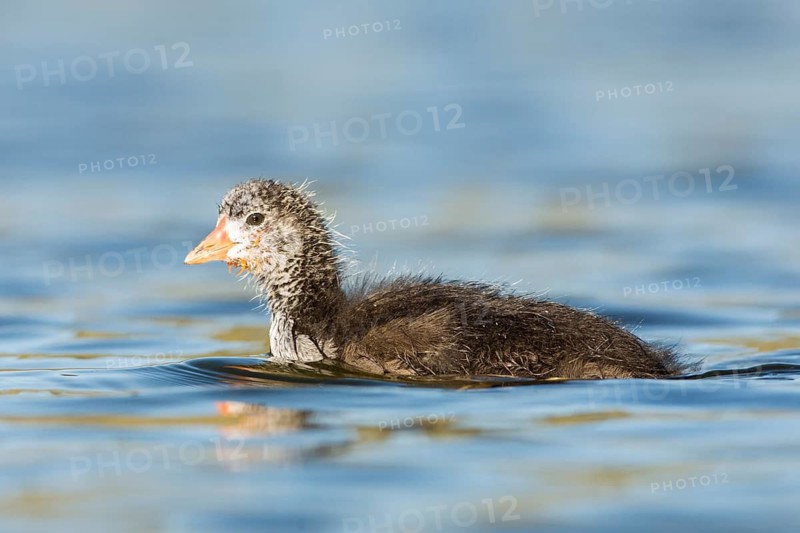 American Coot (Fulica americana) juvenile, British Columbia, Canada