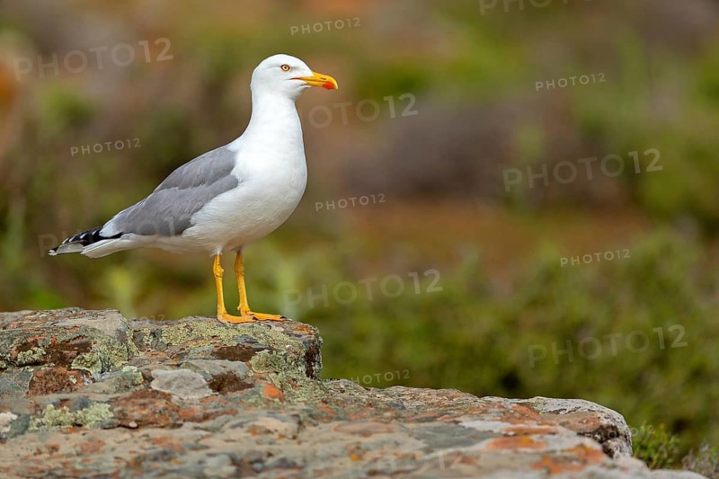 Yellow-legged gull (Larus michahellis), Hides De Calera / Steppe Raptors, Calera Y Chozas, Castilla La Mancha / Toledo, Spain