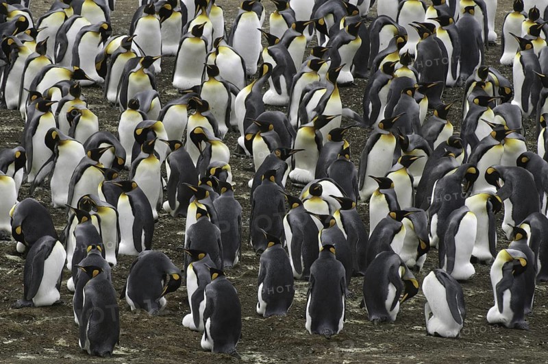 King Penguin (Aptenodytes patagonicus), Falkland Islands