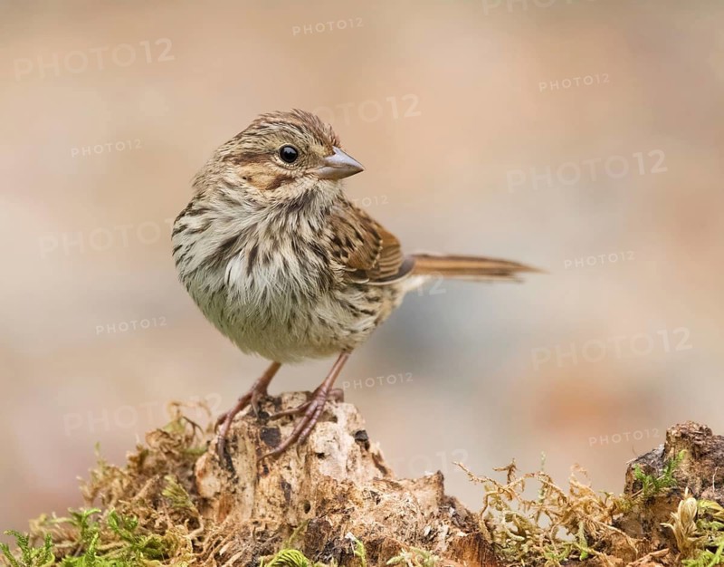 Song Sparrow, Melospiza melodia, perched on a mossy log, in Saskatoon, Saskatchewan