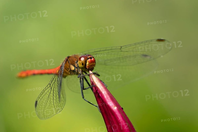 Common darter dragonfly (Sympetrum striolatum) adult insect male resting on a garden Lily flower in summer, Suffolk, England, United Kingdom