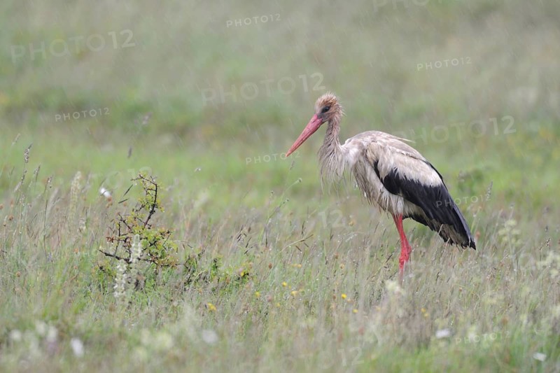 White Stork (Ciconia ciconia) foraging, Lake Neusiedl, Austria