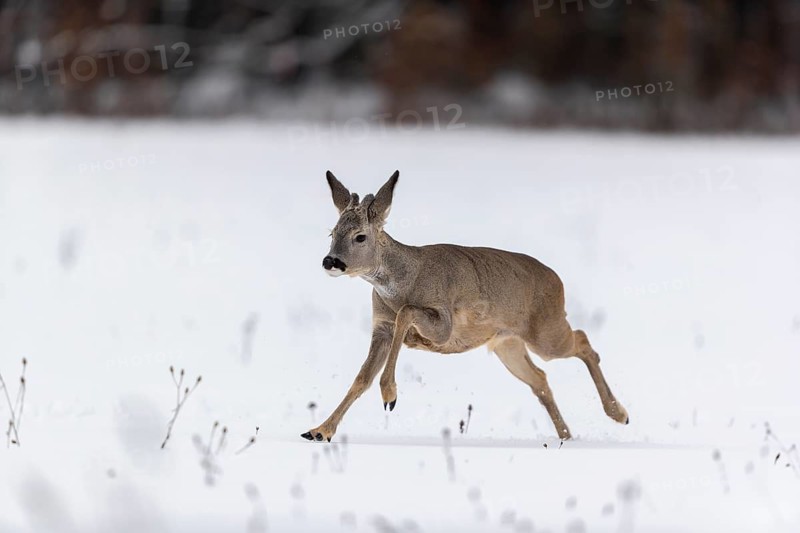 One young male Roe Deer, Roe buck (Capreolus capreolus), walking over a snowy meadow. Trees in the background