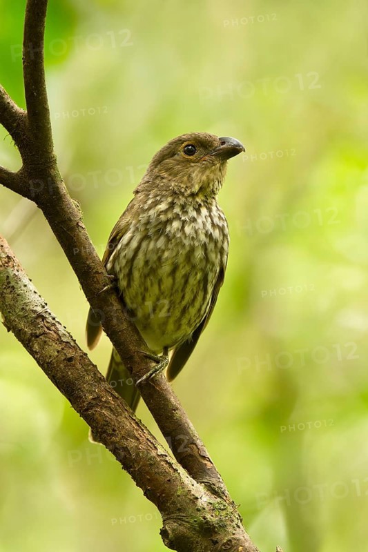 Tooth-billed Bowerbird (Scenopoeetes dentirostris), Queensland, Australia