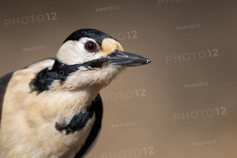 Great Spotted Woodpecker (Dendrocopos major) female, Lower Saxony, Germany