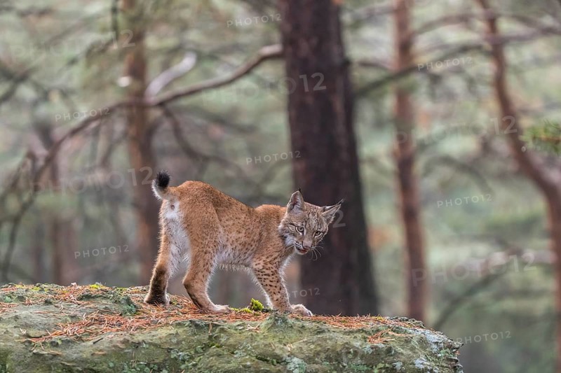 One young Eurasian lynx, (Lynx lynx), standing on a rock in a forest. Early morning light at sunrise. Trees in the background