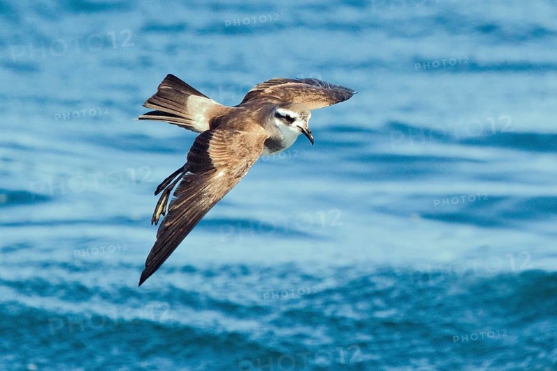 White-faced Storm Petrel (Pelagodroma marina maoriana) flying, Hauraki Gulf, off North Island, New Zealand
