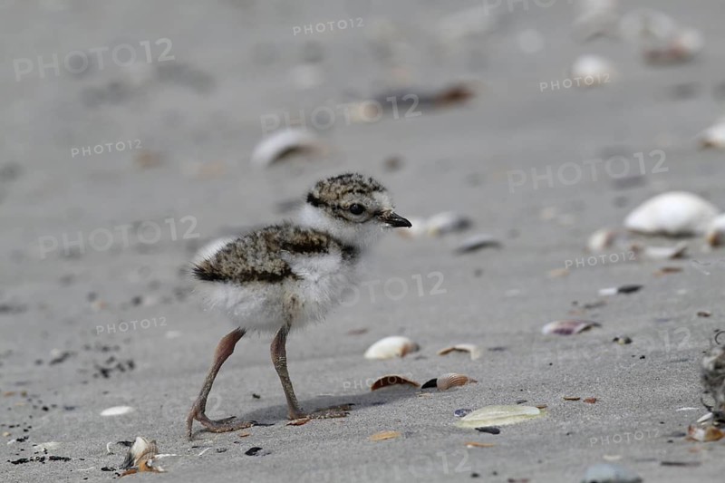 Common Ringed Plover (Charadrius hiaticula) juvenile, Lower Saxony, Germany