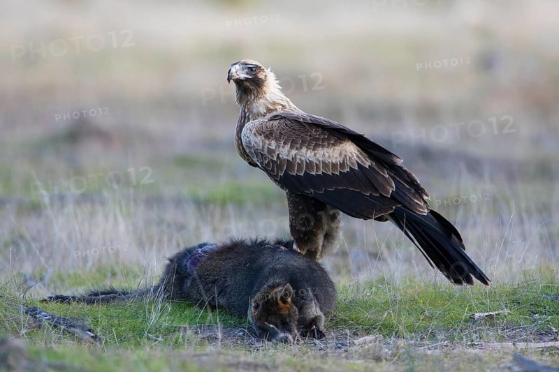 Wedge-tailed Eagle (Aquila audax) juvenile on the carcass of a Swamp Wallaby (Wallabia bicolor), Victoria, Australia