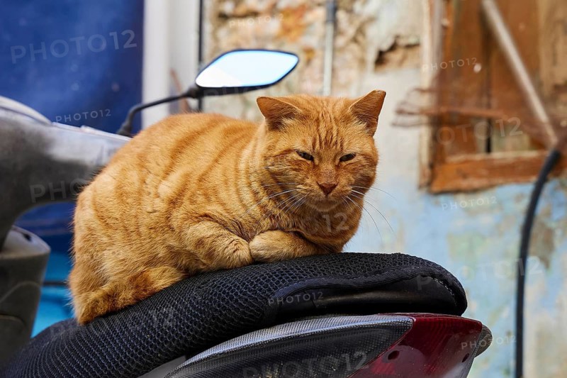 An orange cat rests on a scooter. Background shows details of an old wall, Symi town, Symi, Dodecanese, Greek Islands, Greece