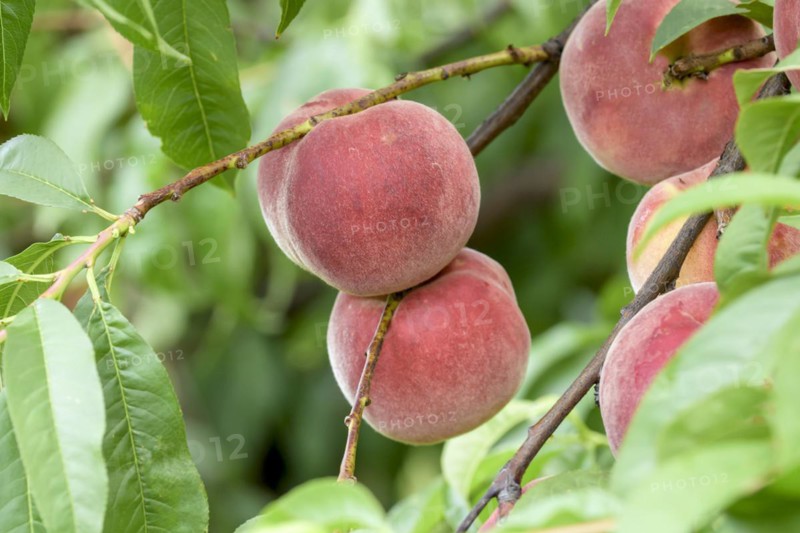 Peach (Prunus persica 'Helene'), Baum- und Rebschule Schreiber KG, Poysdorf, Lower Austria, Austria