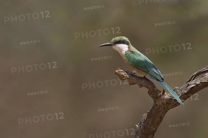 Somali Bee-eater (Merops revoilii), Samburu, Kenya